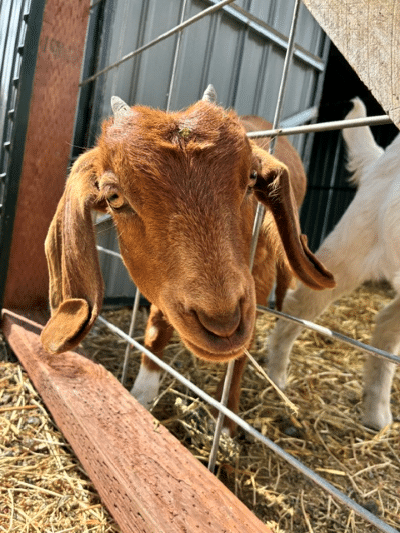 Rutherford Goats