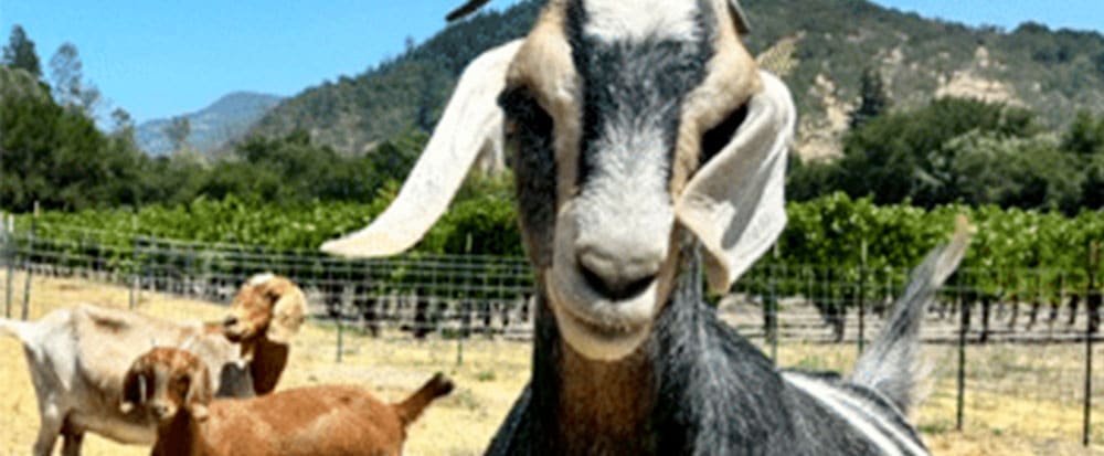goats at guided tours at Rutherford Ranch